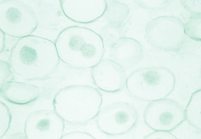 Antech Science Cells