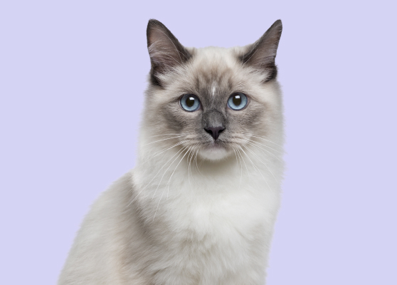 A grey fluffy Birman cat with blue eyes in front of the Antech lavender background