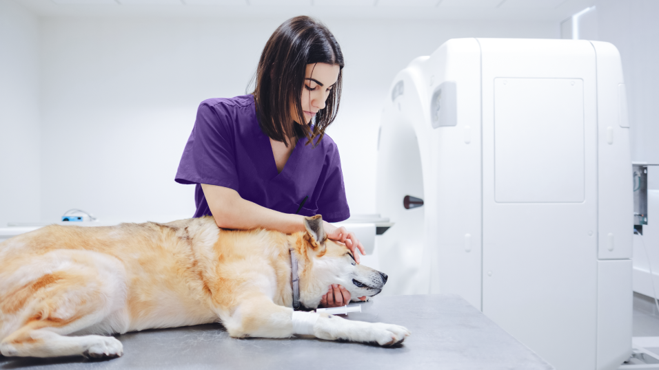 Antech Thriving Practice