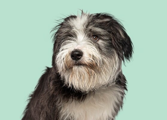 Chien à poil long noir et blanc sur fond ANTECH™ vert sauge